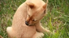 Jak a kdy zpracovávat štěňata z blech a klíšťat?